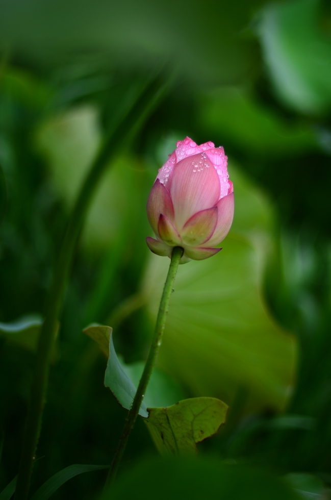 http://i.dcview.tw/gallery/201206/bb61e5fc9acc2b34a46f466a65d0e930.jpg