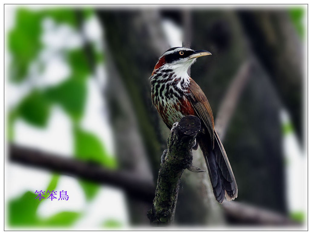http://i.dcview.tw/gallery/201206/c3a3a76a75af644ea6208afee91ac649.jpg