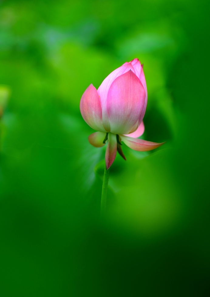 http://i.dcview.tw/gallery/201206/ca6a4531db56a076e2afc931629eef19.jpg