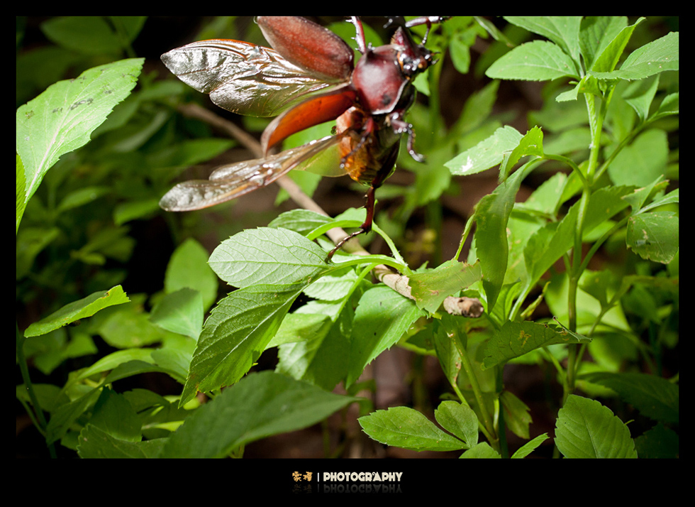 http://i.dcview.tw/gallery/201206/d37cb4fecd34895fe42155f7b5a38f11.jpg