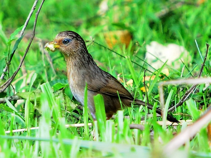 http://i.dcview.tw/gallery/201206/d6e0195965b59e36aa2e2bb8a70c4c70.jpg