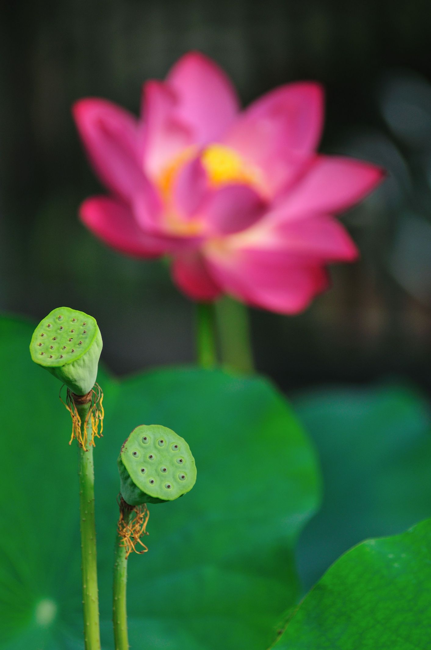 http://i.dcview.tw/gallery/201206/d8440274a2e182c51cb45c279bc8dc0d.jpg