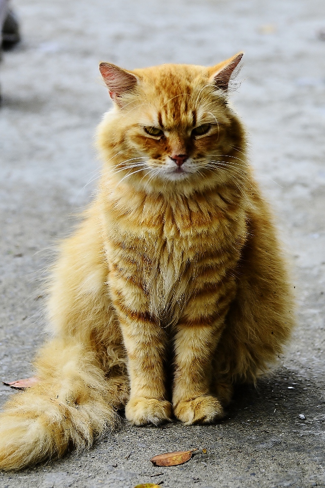 http://i.dcview.tw/gallery/201206/e3df34628e041951c49c4563faea8b0d.jpg