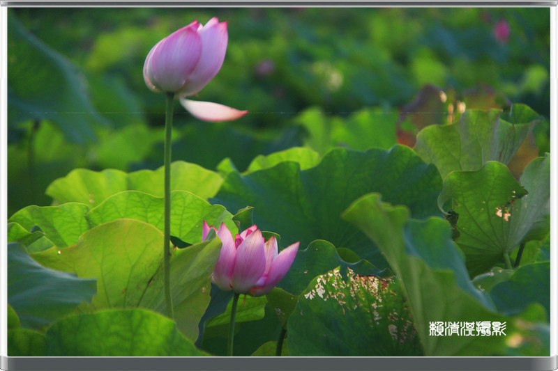 http://i.dcview.tw/gallery/201206/e6dda6d3596cf43cffaaf6ebae67a7dc.jpg
