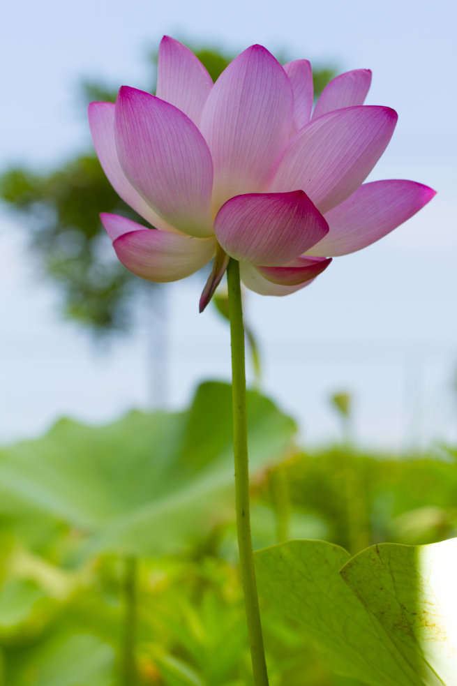 http://i.dcview.tw/gallery/201206/ebb49aa96ad7928c8229f8e7d87b5dd9.jpg