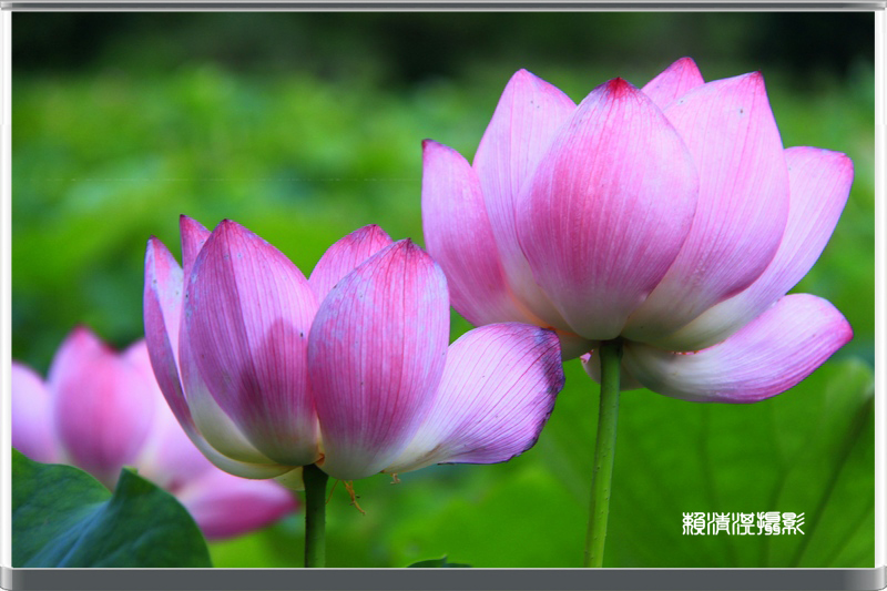 http://i.dcview.tw/gallery/201206/ee63be2371c1bbe27bee75e46bd8bc2b.jpg