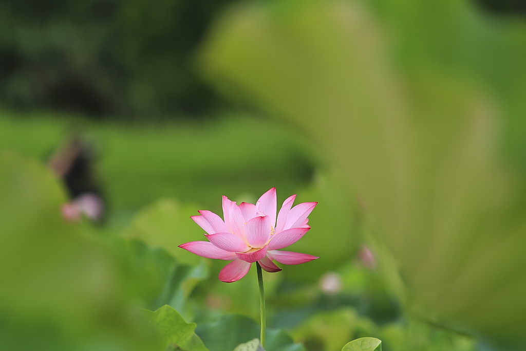 http://i.dcview.tw/gallery/201206/f2d19991277ced6ddf526c0d1e396bb9.jpg