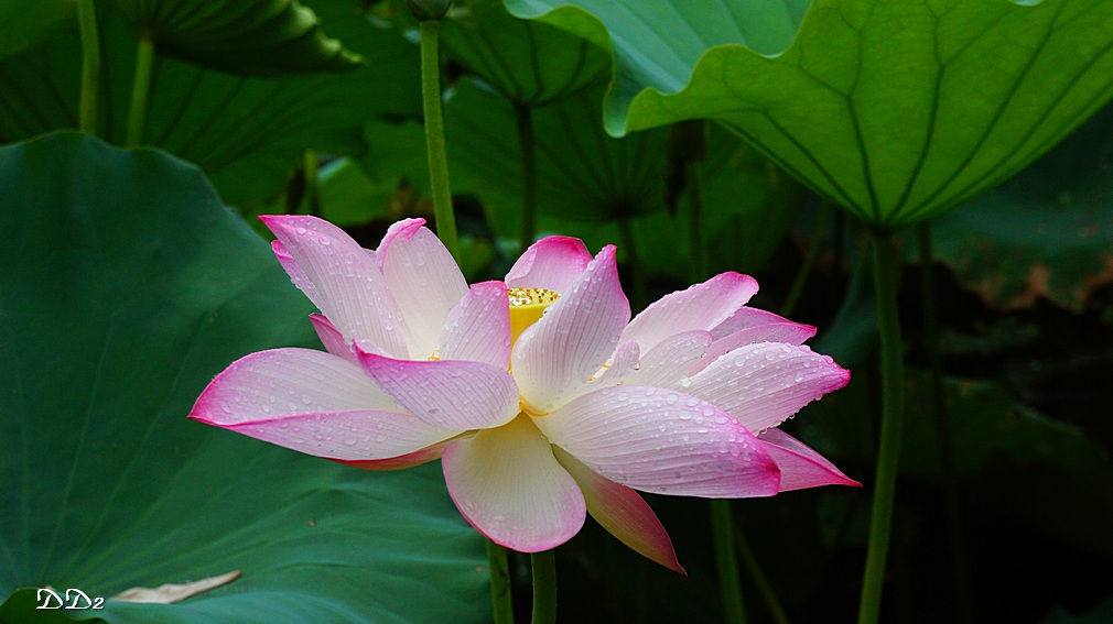 http://i.dcview.tw/gallery/201206/f36f3ff21868cbe26966854b19d2e5f3.jpg