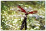 夏季的 紅蜻蜓