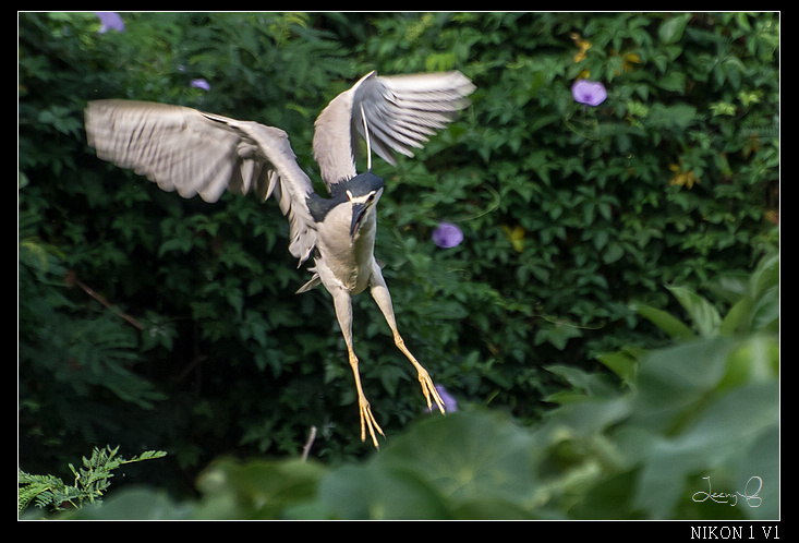 http://i.dcview.tw/gallery/201206/ff4efe55505ae060d69f0d7306dc6e7d.jpg