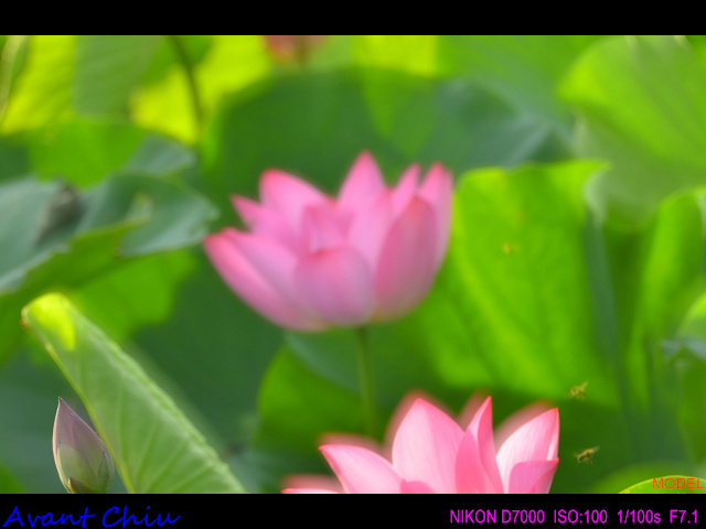 http://i.dcview.tw/gallery/201207/0f22831ebfe778f1841fd8b8ceaa8f23.jpg