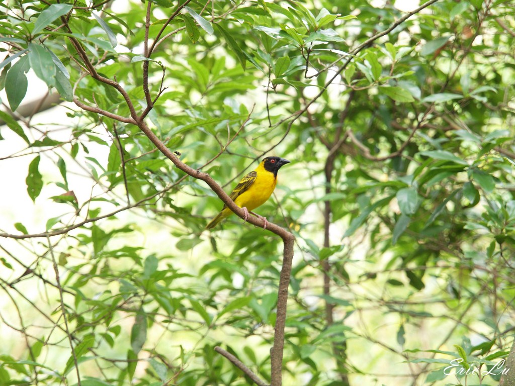 http://i.dcview.tw/gallery/201207/0ff70f964812f20a9a7a9bfe6c609ec4.jpg
