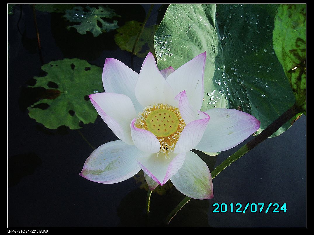 http://i.dcview.tw/gallery/201207/114e18007d3f2176e8c6dc2f1dd38884.jpg