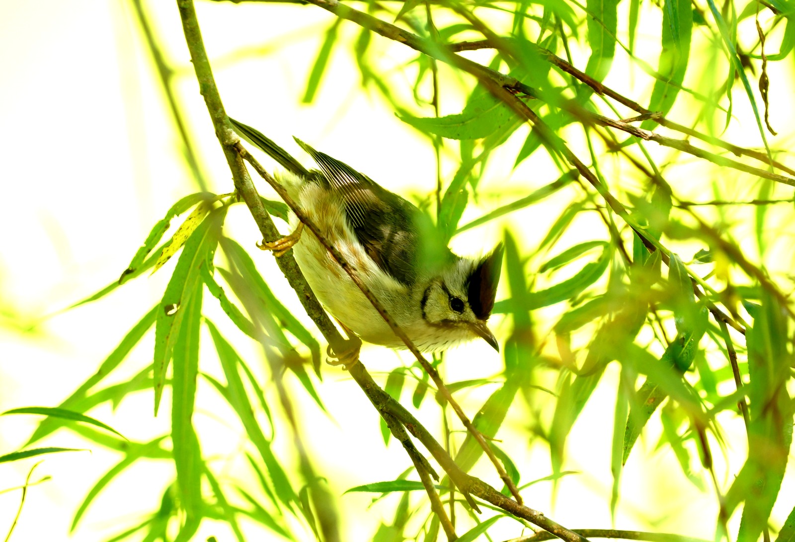 http://i.dcview.tw/gallery/201207/136b251b0ce6b35dbacb8bf84eb930b6.jpg