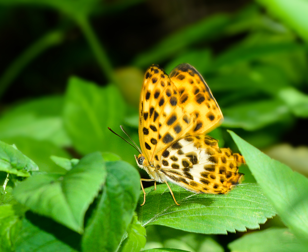 http://i.dcview.tw/gallery/201207/320f2ae17b44ca404d9e2e54f64d07d4.jpg