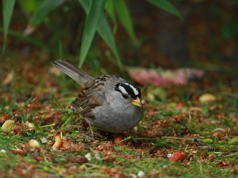 http://i.dcview.tw/gallery/201207/3981c2ed9d45903e08de773d160e03cd.jpg