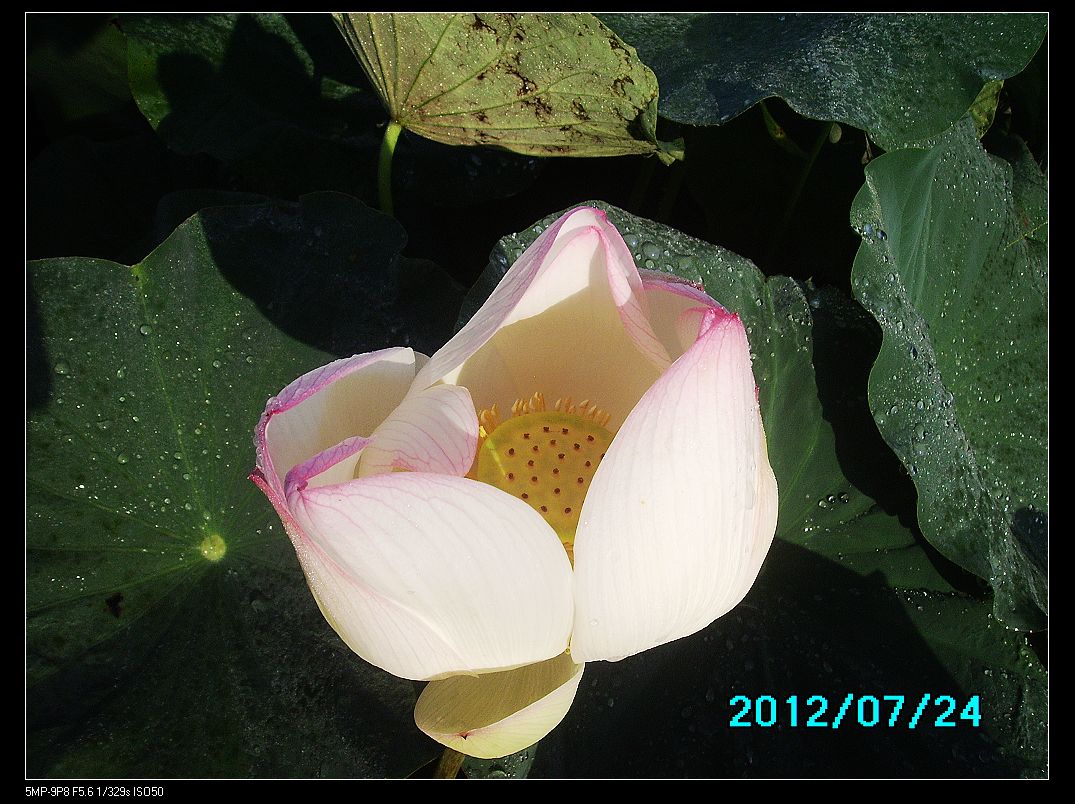 http://i.dcview.tw/gallery/201207/4d6cc0e0efca3853137e26ec70411680.jpg