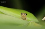 夜.幼蛙