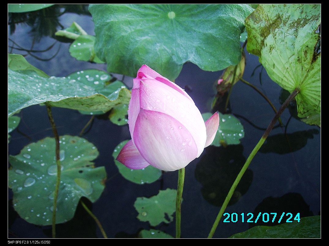 http://i.dcview.tw/gallery/201207/5b740ada555a9dac841e5b24e4195383.jpg