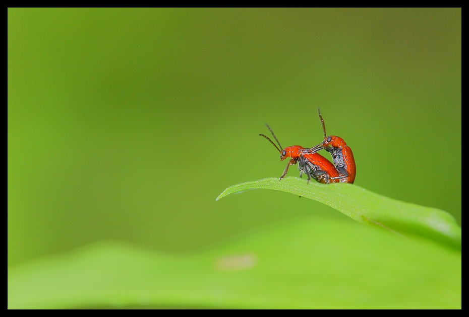 http://i.dcview.tw/gallery/201207/67e02178f19d474d28b71bd9c731fd86.jpg