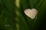 蘇鐵綺灰蝶 (東陞蘇鐵小灰蝶)