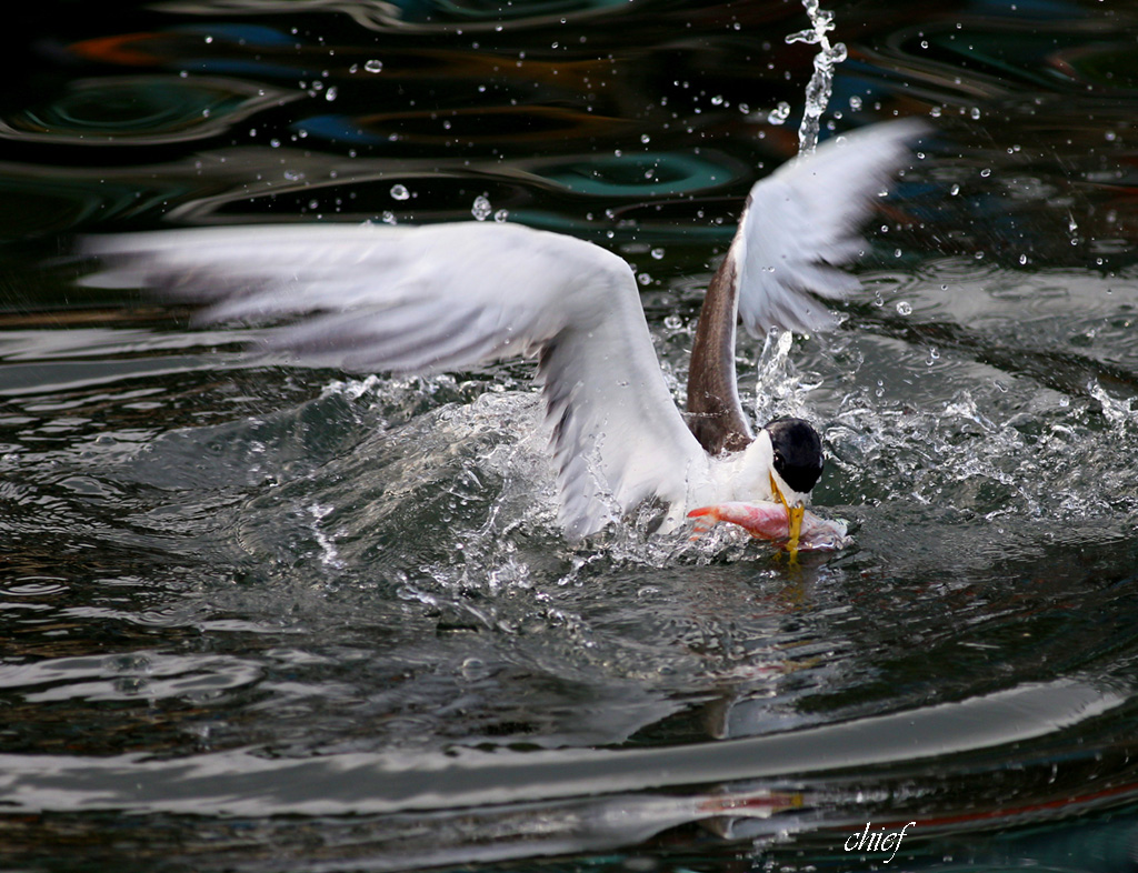 http://i.dcview.tw/gallery/201207/75a003a42c97920af073e9246f64a8ae.jpg