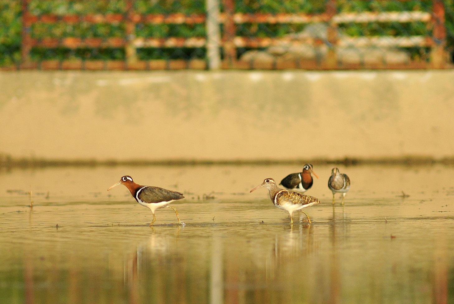 http://i.dcview.tw/gallery/201207/75d740afdc1073b0662e78e5673c339b.jpg