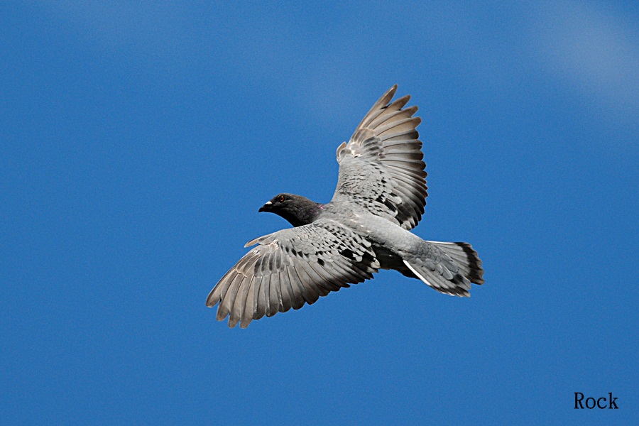 http://i.dcview.tw/gallery/201207/8d817e1d5a7fc6898d4af0cde1d16da5.jpg