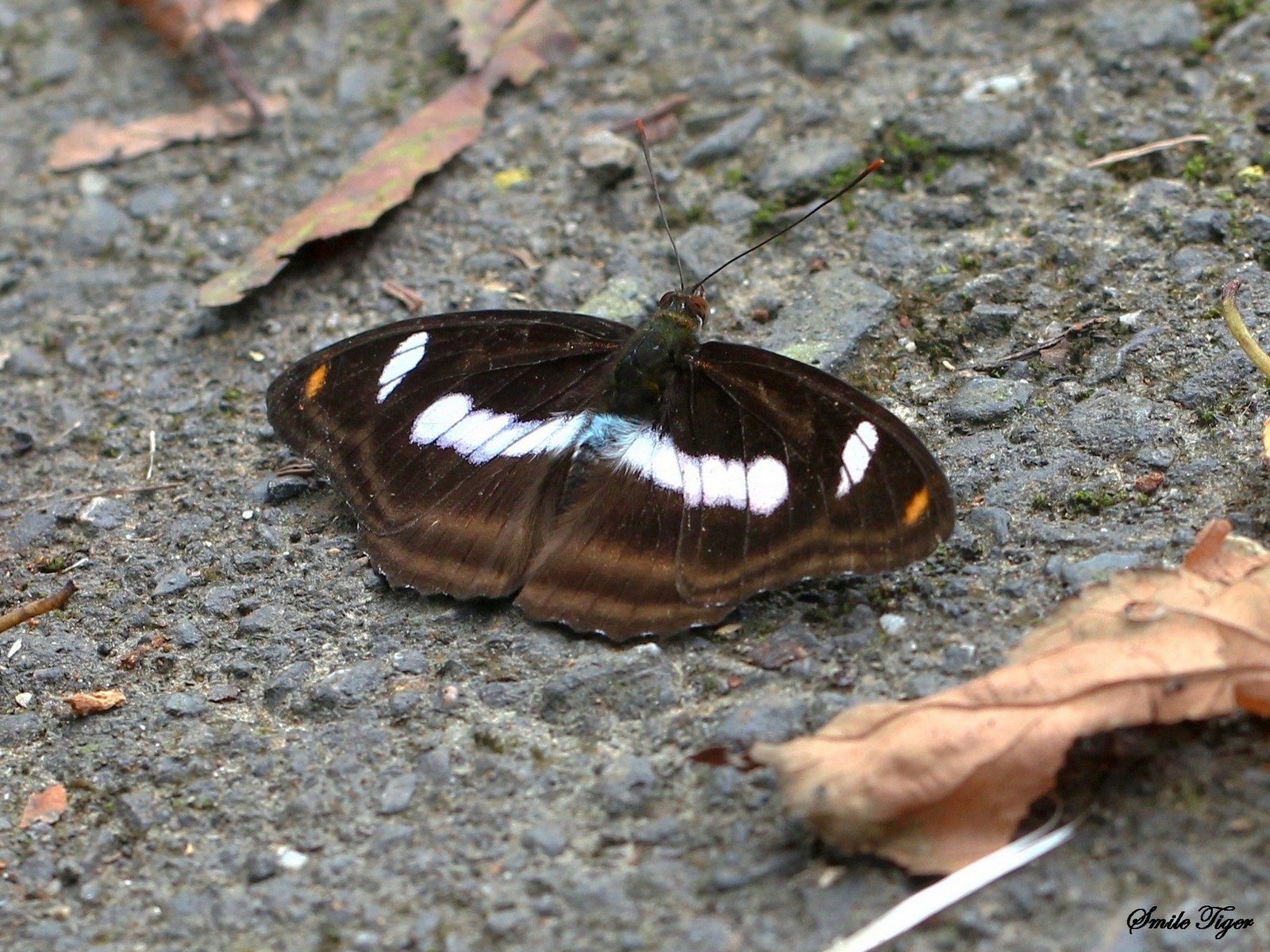 http://i.dcview.tw/gallery/201207/91a41b8ae2956ac52051160e09da5034.jpg