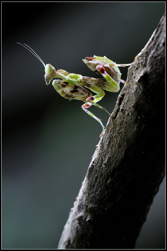 http://i.dcview.tw/gallery/201207/a54004d9ec028b8d6801940a951ceaff.jpg