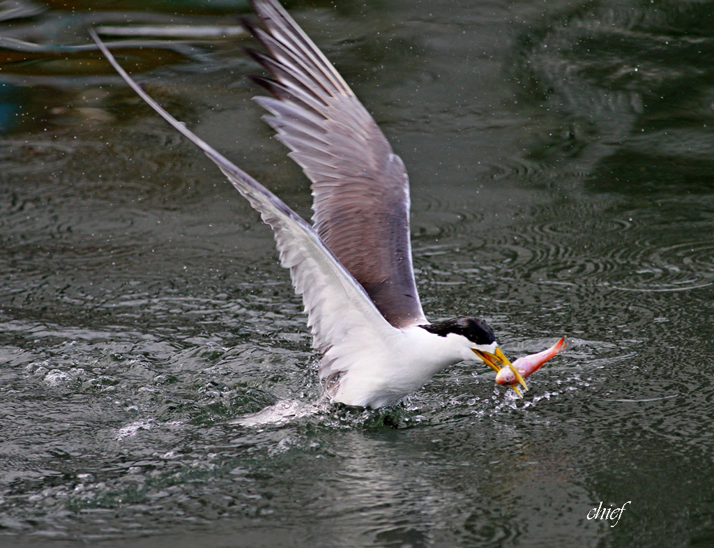 http://i.dcview.tw/gallery/201207/a673860e085e7f5f3cf645b550d05adc.jpg