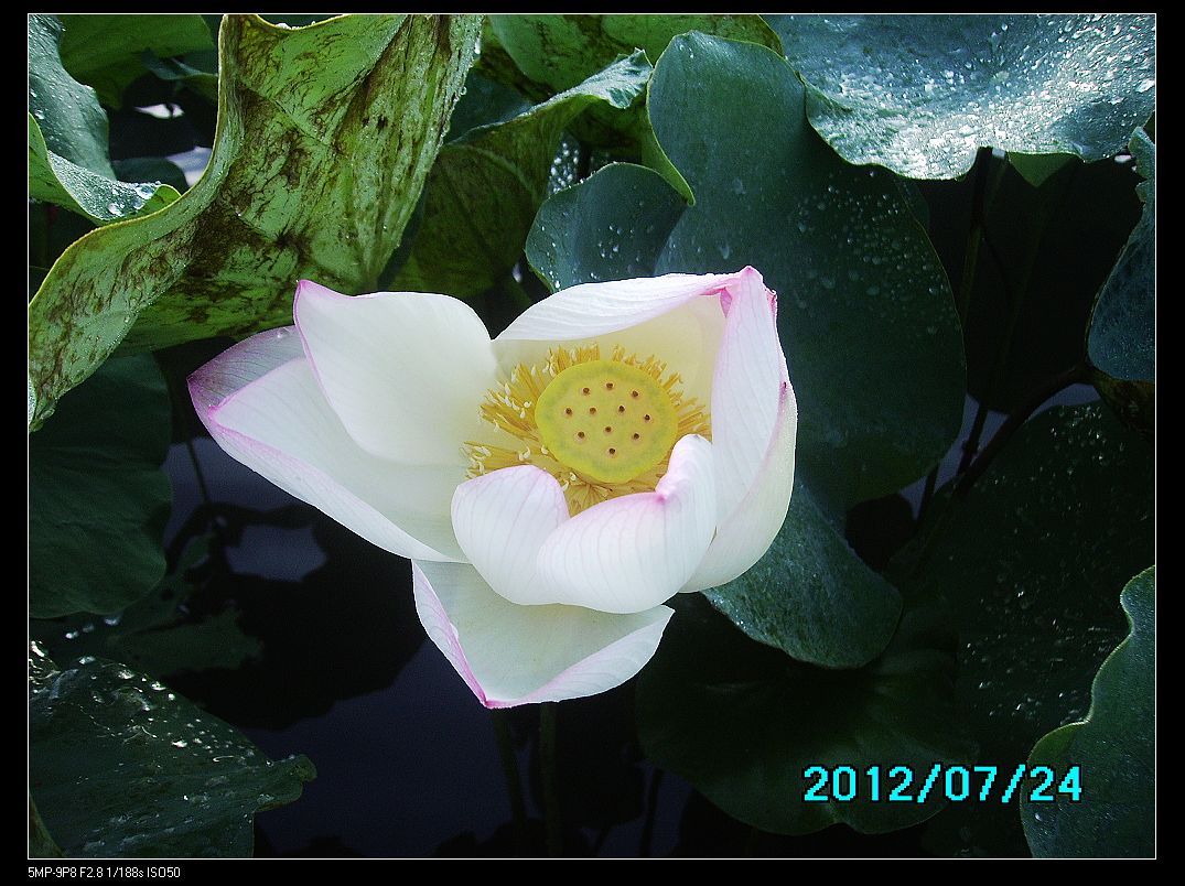 http://i.dcview.tw/gallery/201207/ab5fdf4ee5bb2f0b3fe8f2ad806153a4.jpg