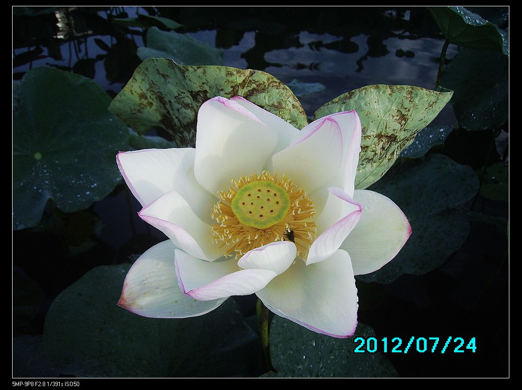 http://i.dcview.tw/gallery/201207/ad032c8c3b6288723a661764d5f6be1e.jpg