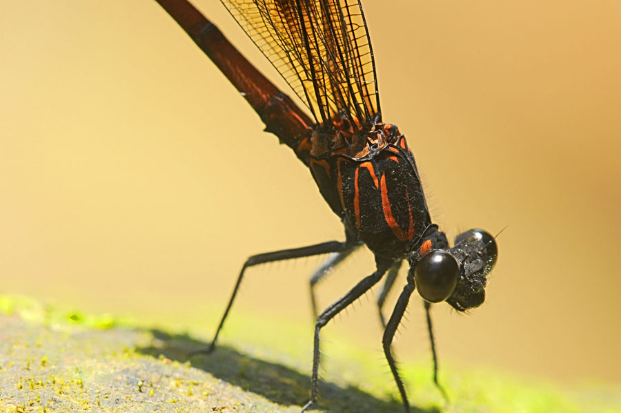 http://i.dcview.tw/gallery/201207/b71a383f16630196ef6a5f6c987f17bb.jpg