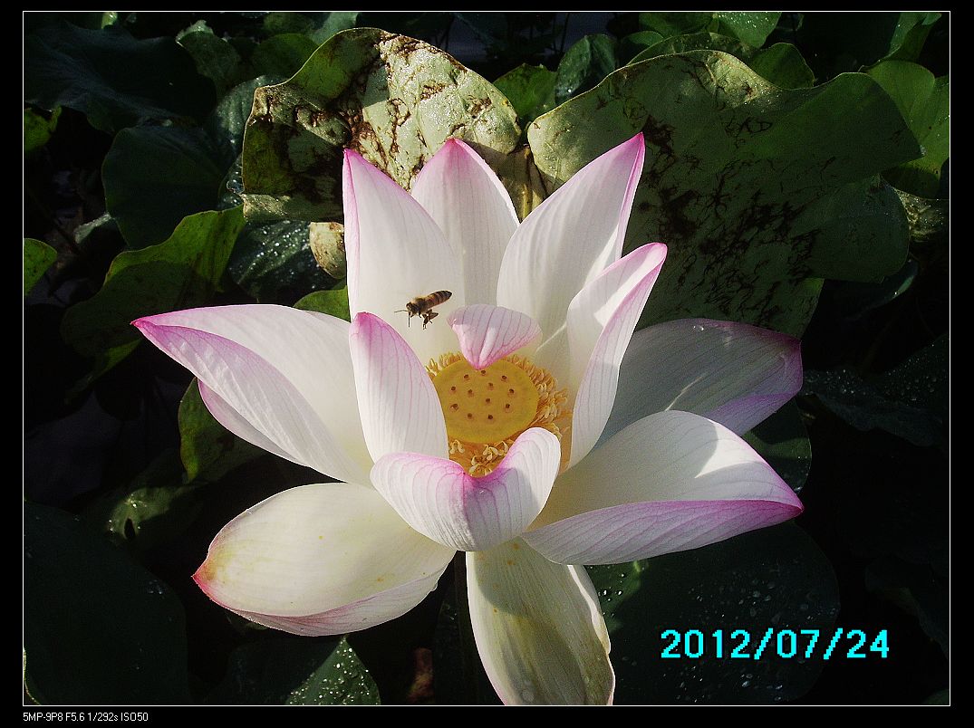 http://i.dcview.tw/gallery/201207/b8fcc192be126c6f2915ff52181bf441.jpg