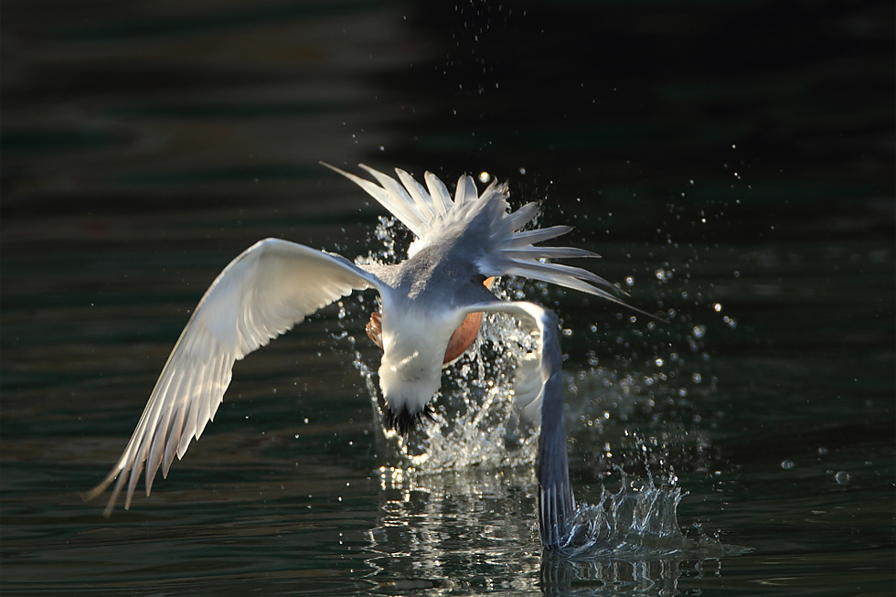 http://i.dcview.tw/gallery/201207/d88dbb8917132d190ae3224de5c016b9.jpg