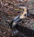 **夜觀** 眼鏡蛇之美