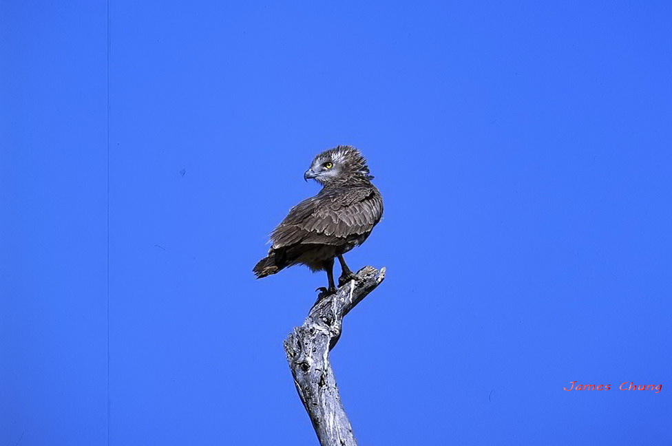 http://i.dcview.tw/gallery/201207/e55dd5e4460d8127ae1e8600f883343a.jpg