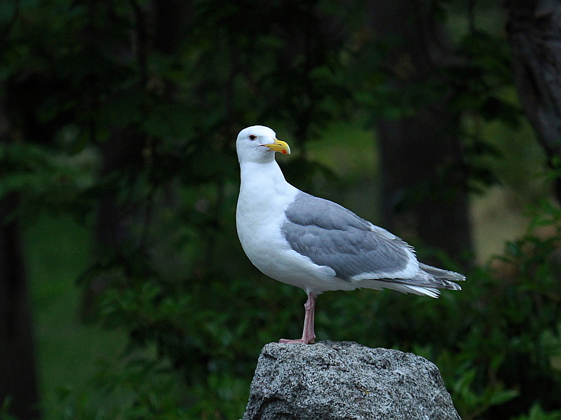http://i.dcview.tw/gallery/201207/e9d5a975bc3b562e74d9a5865b6c908e.jpg