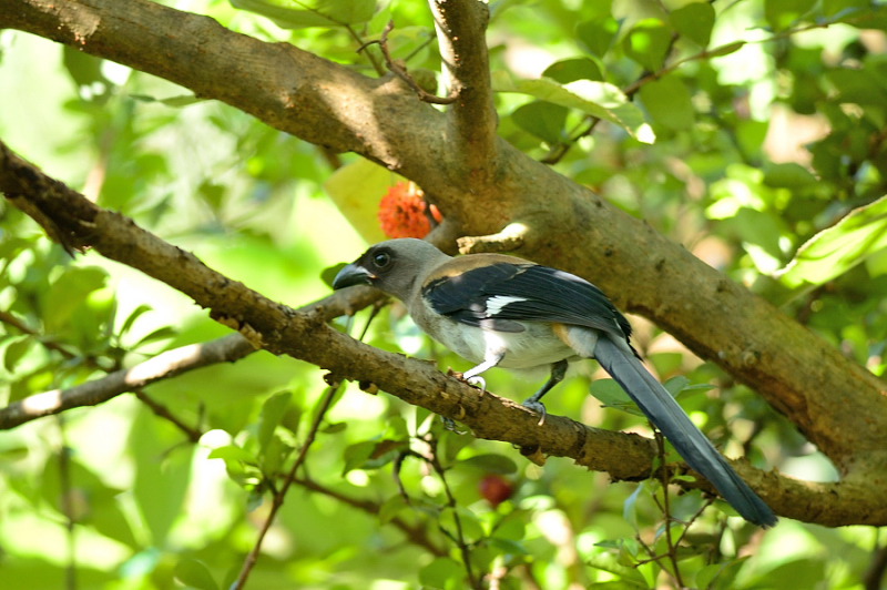http://i.dcview.tw/gallery/201207/eabd79832a9742a3652cd2790f20848e.jpg