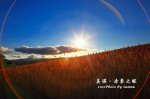 盛夏之麥@2012美瑛