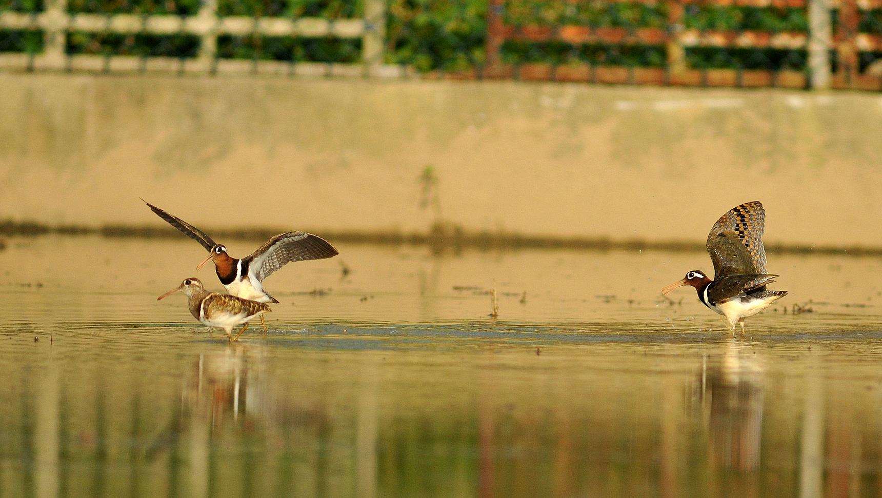 http://i.dcview.tw/gallery/201207/f9453f57e021f881e4e289eec54d881b.jpg
