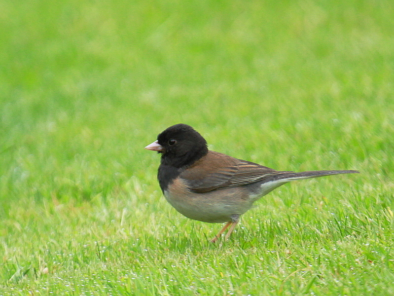 http://i.dcview.tw/gallery/201207/fc10fbd041fb583439f371e9aac20800.jpg