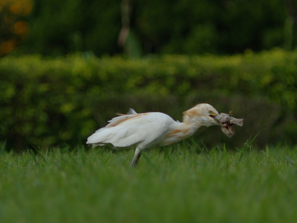 http://i.dcview.tw/gallery/201208/2327592d08a8eb3a5bca890fcf3e590a.jpg