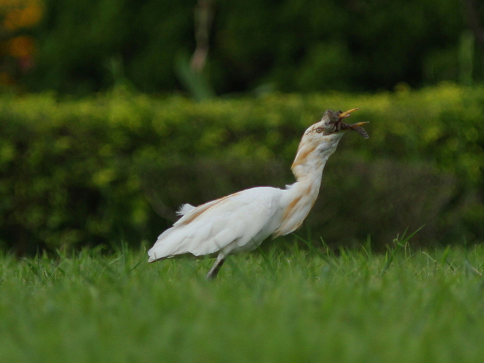 http://i.dcview.tw/gallery/201208/385aec996411e5f8f046c57ec7d20476.jpg