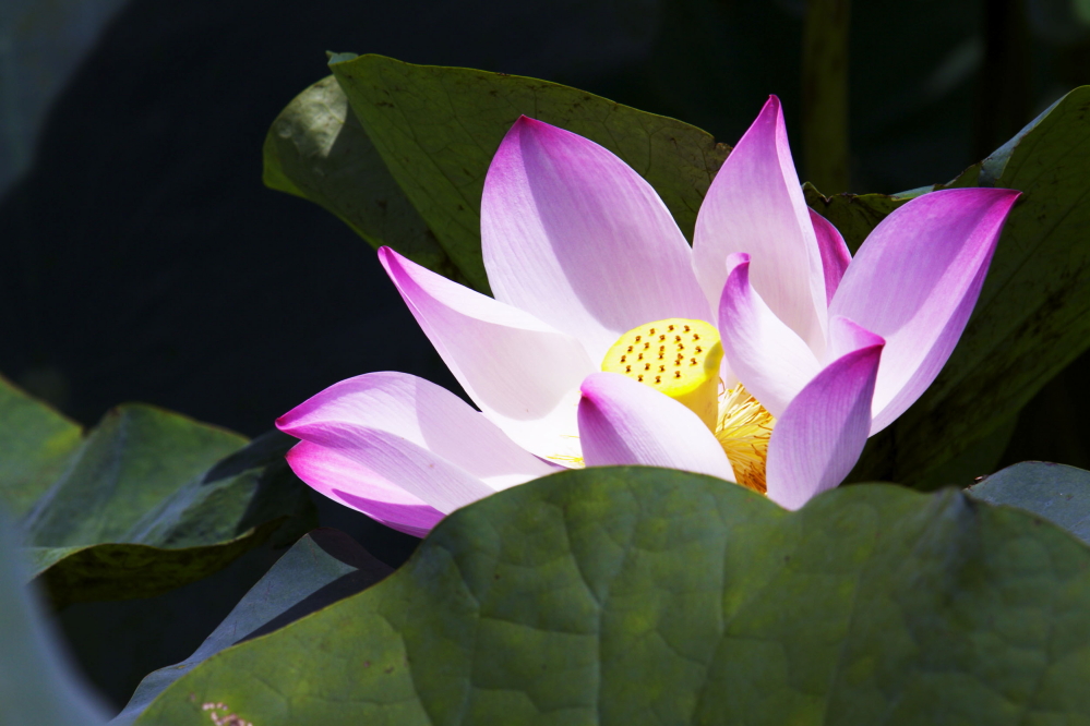 http://i.dcview.tw/gallery/201208/70024641fb2beb0fd7f0d96d48bb4857.jpg