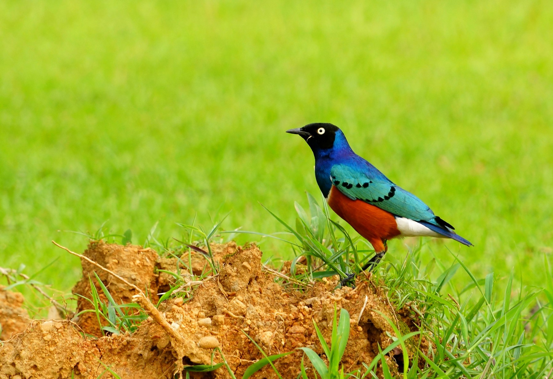 http://i.dcview.tw/gallery/201208/99df753c72464fa89be66e8683b0ce39.jpg