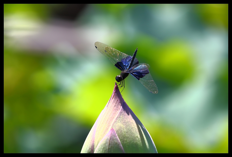 http://i.dcview.tw/gallery/201208/9bdcc8d38a515f4d51dc8041f31f1dee.jpg