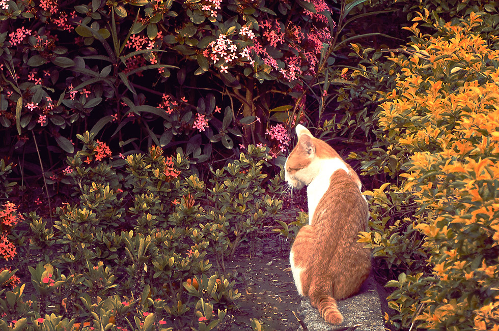 http://i.dcview.tw/gallery/201208/a0149c4f7bbecf939b08acb50ad75f1f.jpg