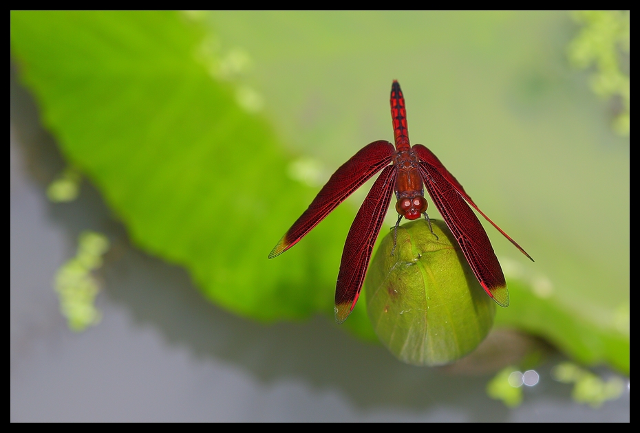 http://i.dcview.tw/gallery/201208/a12270dbf4d09ae155166d8688696410.jpg